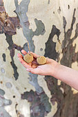 Plane fruit in the hand of a girl, summer, Provence, France