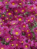 Chrysanthème 'Orchid Helen' en fleur dans un jardin