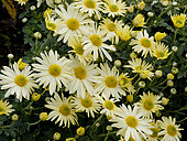 Chrysanthème d'automne, Chrysanthemum grandiflorum 'Nordlicht', fleurs