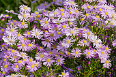 Aster ericoides 'Pink Star'