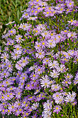 Aster ericoides 'Pink Star'