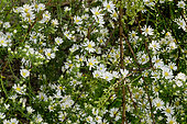 Aster ericoides 'Schneegitter'