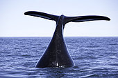 Tail of southern right whale, Eubalaena australis, Conservation Dependant (IUCN), UNESCO Natural World Heritage Site, Golfo Nuevo, Peninsula Valdes, Chubut, Patagonia, Argentina, Atlantic Ocean
