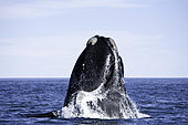 Breaching southern right whale, Eubalaena australis, Conservation Dependant (IUCN), UNESCO Natural World Heritage Site, Golfo Nuevo, Peninsula Valdes, Chubut, Patagonia, Argentina, Atlantic Ocean