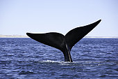 Tail of southern right whale, Eubalaena australis, Conservation Dependant (IUCN), UNESCO Natural World Heritage Site, Golfo Nuevo, Peninsula Valdes, Chubut, Patagonia, Argentina, Atlantic Ocean
