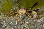Squad lobster, Munida quadrispina, UNESCO Natural World Heritage Site, Golfo Nuevo, Peninsula Valdes, Chubut, Patagonia, Argentina, Atlantic Ocean