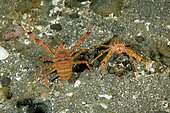 Couple of squad lobster, Munida quadrispina, UNESCO Natural World Heritage Site, Golfo Nuevo, Peninsula Valdes, Chubut, Patagonia, Argentina, Atlantic Ocean