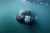 Southern right whale, Eubalaena australis, Conservation Dependant (IUCN), UNESCO Natural World Heritage Site, Golfo Nuevo, Peninsula Valdes, Chubut, Patagonia, Argentina, Atlantic Ocean