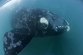 Southern right whale, Eubalaena australis, Conservation Dependant (IUCN), UNESCO Natural World Heritage Site, Golfo Nuevo, Peninsula Valdes, Chubut, Patagonia, Argentina, Atlantic Ocean