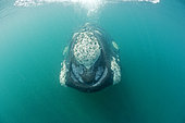 Southern right whale, Eubalaena australis, Conservation Dependant (IUCN), UNESCO Natural World Heritage Site, Golfo Nuevo, Peninsula Valdes, Chubut, Patagonia, Argentina, Atlantic Ocean