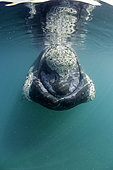 Southern right whale, Eubalaena australis, Conservation Dependant (IUCN), UNESCO Natural World Heritage Site, Golfo Nuevo, Peninsula Valdes, Chubut, Patagonia, Argentina, Atlantic Ocean