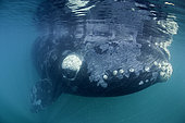 Southern right whale, Eubalaena australis, Conservation Dependant (IUCN), UNESCO Natural World Heritage Site, Golfo Nuevo, Peninsula Valdes, Chubut, Patagonia, Argentina, Atlantic Ocean