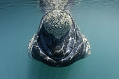 Southern right whale, Eubalaena australis, Conservation Dependant (IUCN), UNESCO Natural World Heritage Site, Golfo Nuevo, Peninsula Valdes, Chubut, Patagonia, Argentina, Atlantic Ocean
