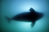 Silhouette of southern right whale, Eubalaena australis, Conservation Dependant (IUCN), UNESCO Natural World Heritage Site, Golfo Nuevo, Peninsula Valdes, Chubut, Patagonia, Argentina, Atlantic Ocean