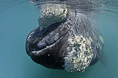 Southern right whale, Eubalaena australis, Conservation Dependant (IUCN), UNESCO Natural World Heritage Site, Golfo Nuevo, Peninsula Valdes, Chubut, Patagonia, Argentina, Atlantic Ocean