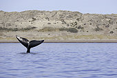 Tail of Southern right whale, Eubalaena australis, Conservation Dependant (IUCN), UNESCO Natural World Heritage Site, Golfo Nuevo, Peninsula Valdes, Chubut, Patagonia, Argentina, Atlantic Ocean