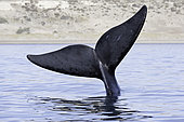 Tail of Southern right whale, Eubalaena australis, Conservation Dependant (IUCN), UNESCO Natural World Heritage Site, Golfo Nuevo, Peninsula Valdes, Chubut, Patagonia, Argentina, Atlantic Ocean