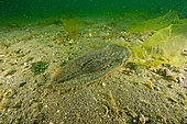 Ratfish egg, shark, UNESCO Natural World Heritage Site, Golfo Nuevo, Peninsula Valdes, Chubut, Patagonia, Argentina, Atlantic Ocean