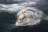 A rare white, albino, Right whale, Eubalaena australis, Conservation Dependant (IUCN), UNESCO Natural World Heritage Site, Golfo Nuevo, Peninsula Valdes, Chubut, Patagonia, Argentina, Atlantic Ocean