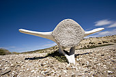 Vertebrae of southern right whale, Eubalaena australis, Conservation Dependant (IUCN), UNESCO Natural World Heritage Site, Golfo Nuevo, Peninsula Valdes, Chubut, Patagonia, Argentina, Atlantic Ocean