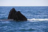 Pectoral fin of southern right whale, Eubalaena australis, swimming on its back, Conservation Dependant (IUCN), UNESCO Natural World Heritage Site, Golfo Nuevo, Peninsula Valdes, Chubut, Patagonia, Argentina, Atlantic Ocean