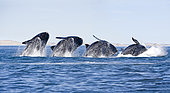 Breaching's sequence of a Southern right whale, Eubalaena australis , Conservation Dependant (IUCN), UNESCO Natural World Heritage Site, Golfo Nuevo, Peninsula Valdes, Chubut, Patagonia, Argentina, Atlantic Ocean