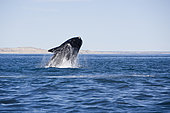 Breaching of a Southern right whale, Eubalaena australis , Conservation Dependant (IUCN), UNESCO Natural World Heritage Site, Golfo Nuevo, Peninsula Valdes, Chubut, Patagonia, Argentina, Atlantic Ocean