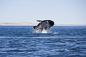 Breaching of a Southern right whale, Eubalaena australis , Conservation Dependant (IUCN), UNESCO Natural World Heritage Site, Golfo Nuevo, Peninsula Valdes, Chubut, Patagonia, Argentina, Atlantic Ocean