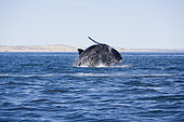 Breaching of a Southern right whale, Eubalaena australis , Conservation Dependant (IUCN), UNESCO Natural World Heritage Site, Golfo Nuevo, Peninsula Valdes, Chubut, Patagonia, Argentina, Atlantic Ocean