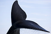 Tail of southern right whale, Eubalaena australis, Conservation Dependant (IUCN), UNESCO Natural World Heritage Site, Golfo Nuevo, Peninsula Valdes, Chubut, Patagonia, Argentina, Atlantic Ocean