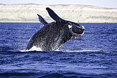 Breaching of a Southern right whale, Eubalaena australis, Conservation Dependant (IUCN), UNESCO Natural World Heritage Site, Golfo Nuevo, Peninsula Valdes, Chubut, Patagonia, Argentina, Atlantic Ocean