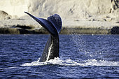 Tail Splashing Southern right whale, Eubalaena australis, Conservation Dependant (IUCN), UNESCO Natural World Heritage Site, Golfo Nuevo, Peninsula Valdes, Chubut, Patagonia, Argentina, Atlantic Ocean
