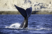 Tail Splashing Southern right whale, Eubalaena australis, Conservation Dependant (IUCN), UNESCO Natural World Heritage Site, Golfo Nuevo, Peninsula Valdes, Chubut, Patagonia, Argentina, Atlantic Ocean