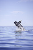 Breaching of a Southern right whale, Eubalaena australis , Conservation Dependant (IUCN), UNESCO Natural World Heritage Site, Golfo Nuevo, Peninsula Valdes, Chubut, Patagonia, Argentina, Atlantic Ocean