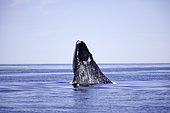 Calf spy hopping, Southern right whale (Eubalaena australis), Conservation Dependant (IUCN), UNESCO Natural World Heritage Site, Golfo Nuevo, Peninsula Valdes, Chubut, Patagonia, Argentina, Atlantic Ocean