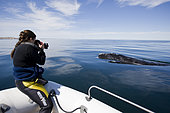 Photographer & Southern right whale (Eubalaena australis), Conservation Dependant (IUCN), UNESCO Natural World Heritage Site, Golfo Nuevo, Peninsula Valdes, Chubut, Patagonia, Argentina, Atlantic Ocean