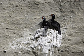 Couple of Rock Shag, Phalacrocorax magellanicus, also known as the Magellanic Cormorant, Puerto Piramides, UNESCO Natural World Heritage Site, Golfo Nuevo, Peninsula Valdes, Chubut, Patagonia, Argentina, Atlantic Ocean