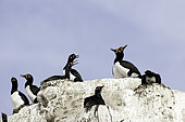 Rock Shag (Phalacrocorax magellanicus), also known as the Magellanic Cormorant, Puerto Piramides, UNESCO Natural World Heritage Site, Golfo Nuevo, Peninsula Valdes, Chubut, Patagonia, Argentina, Atlantic Ocean