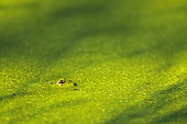 Edidle Frog (Rana esculenta) camouflaged under the lenses of water in a pond in the Bourbonnais farmland in summer, Auvergne, France
