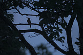 Eurasian hoopoe(Upupa epops) on a branch of a walnut in the bocage bourbonnais on a spring evening. Allier, Auvergne, France