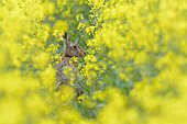 European hare (Lepus europaeus) in a rapeseed field in bloom, Hesse, Germany