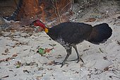 Australian Brush-turkey (Alectura lathami) walking on sand, North Head, Sydney Harbour National Park, NSW, Australia