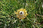 Narrowleaf-drumstick (Isopogon anethifolius), Manly beach, North Head, Sydney Harbour National Park, NSW, Australia