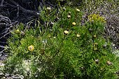 Narrowleaf-drumstick (Isopogon anethifolius), Manly beach, North Head, Sydney Harbour National Park, NSW, Australia