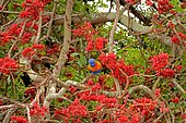 Rainbow Lorikeet (Trichoglossus haematodus) eating flowers, Sydney, NSW, Australia