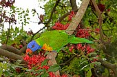 Rainbow Lorikeet (Trichoglossus haematodus) eating flowers, Sydney, NSW, Australia