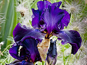 Iris 'Superstition' Obtenteur : Schreiner (USA) 1977