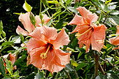Hibiscus 'Orange' in bloom in a garden
