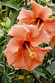 Hibiscus 'Orange' in bloom in a garden