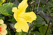 Hibiscus 'Jaune' in bloom in a garden